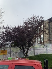 Prunus