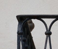 Phoenicurus ochruros