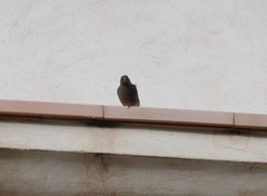 Phoenicurus ochruros