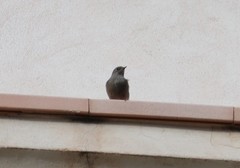 Phoenicurus ochruros