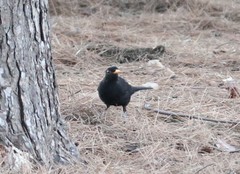 Turdus merula