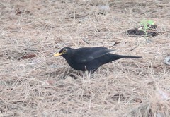 Turdus merula