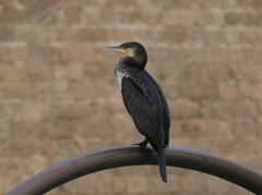 Phalacrocorax carbo