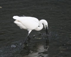 Egretta garzetta
