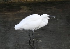 Egretta garzetta