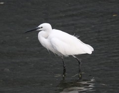 Egretta garzetta