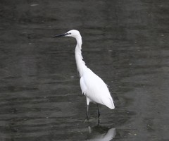 Egretta garzetta