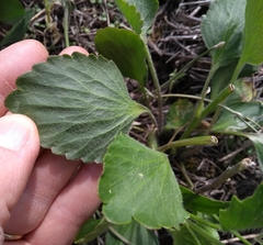 Ranunculus rhomboideus