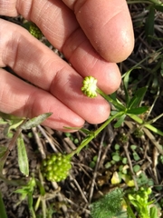 Ranunculus rhomboideus