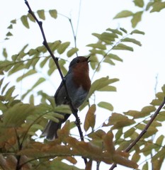 Erithacus rubecula