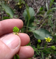 Ranunculus rhomboideus