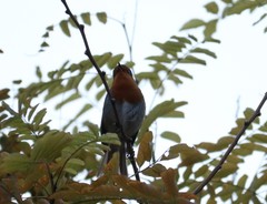 Erithacus rubecula