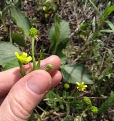Ranunculus rhomboideus