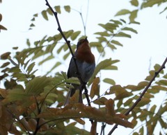 Erithacus rubecula