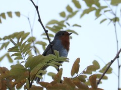 Erithacus rubecula