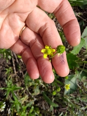 Ranunculus rhomboideus