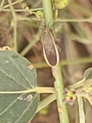 Catorhintha selector