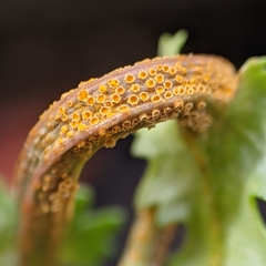 Puccinia lagenophorae