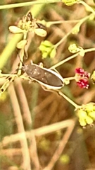 Catorhintha selector