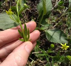 Ranunculus rhomboideus