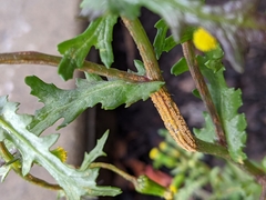 Puccinia lagenophorae