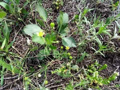 Ranunculus rhomboideus