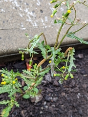 Puccinia lagenophorae