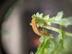 Puccinia lagenophorae