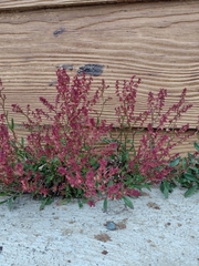 Rumex