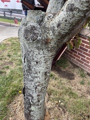 Zelkova serrata