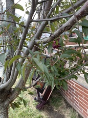 Zelkova serrata