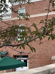 Zelkova serrata