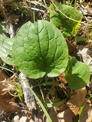 Parnassia glauca