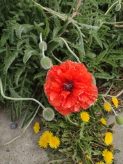 Papaver orientale