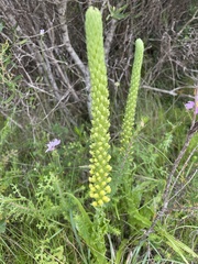 Pterygodium bicolorum