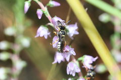 Nomada rufipes