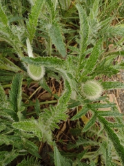 Papaver orientale