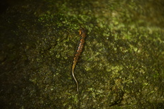 Desmognathus perlapsus