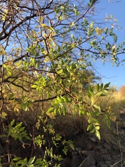 Bursera laxiflora