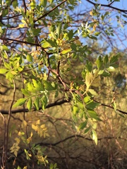 Bursera laxiflora