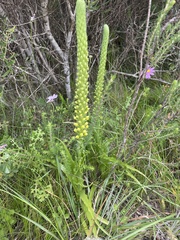Pterygodium bicolorum
