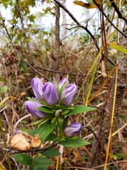 Gentiana catesbaei