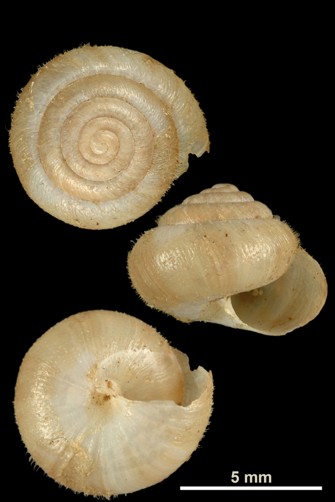 Silky Snail