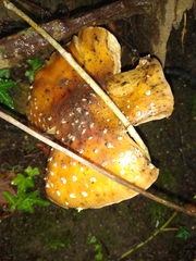 Amanita muscaria