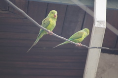 Brotogeris tirica