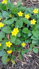 Chrysogonum