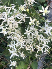 Clematis terniflora