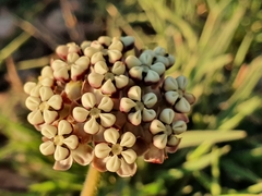 Asclepias fallax