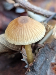 Entoloma cetratum