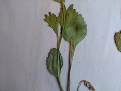 Ranunculus rhomboideus